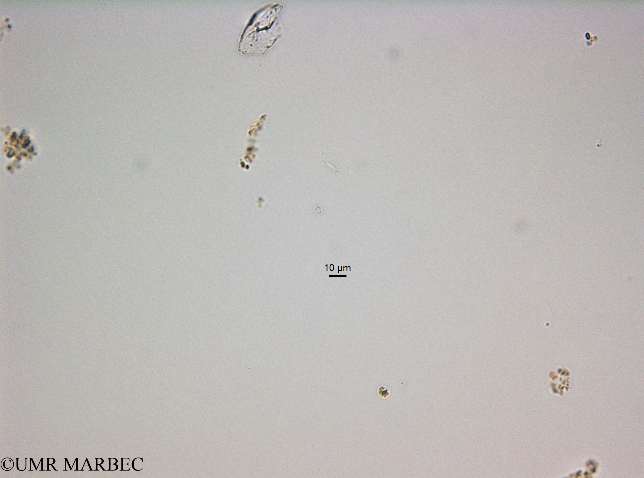 phyto/Bizerte/bizerte_bay/RISCO November 2015/Nanoflagellé 20 (ancien microflagellé 16 -BaieT5_CW3_flag_10170228_001_ovl-3).tif(copy).jpg